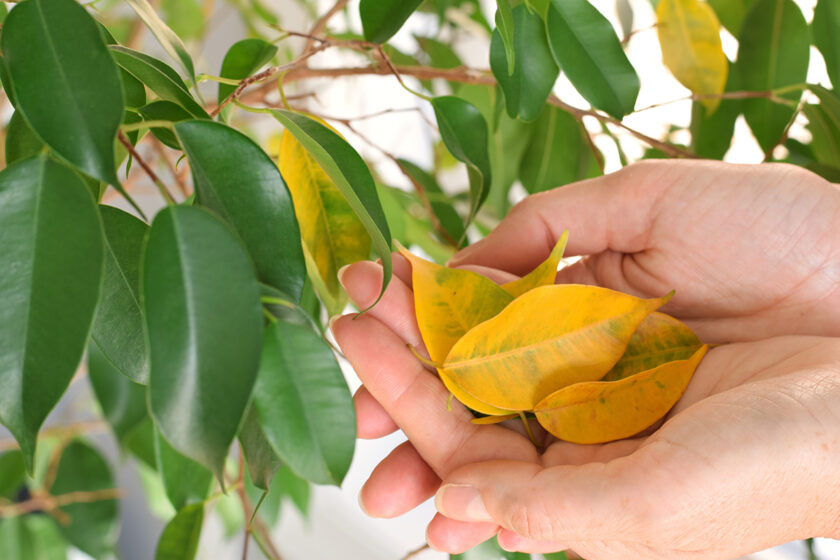 Žlté listy izbovej rastliny