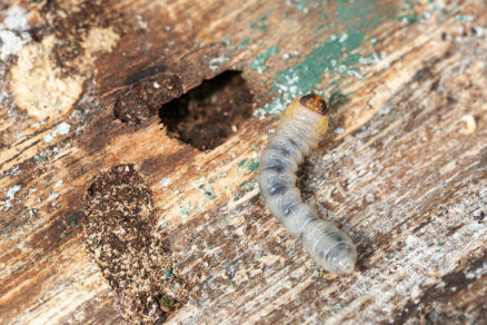 Larva drevokazného hmyzu v dreve