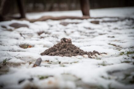 Záhrada v zime s krtincom