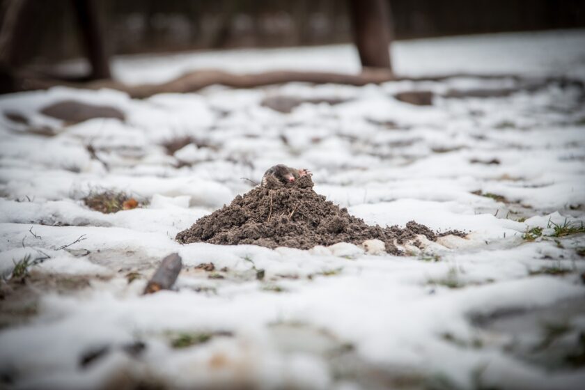 Záhrada v zime s krtincom