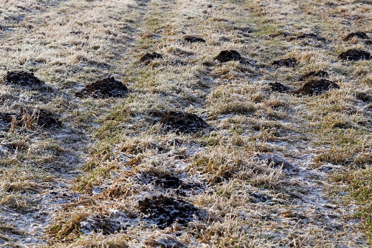 Зимой сад усеян мухами слонов