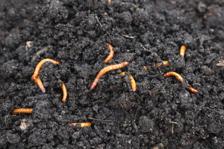 Larvy v pôde