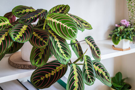 Maranta leuconeura 'Fascinator' (Tricolor)