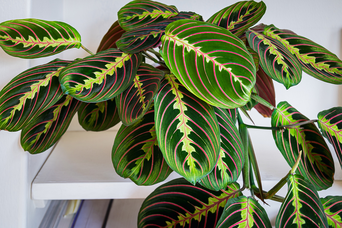 Maranta leuconeura 'Fascinator' (Триколор)