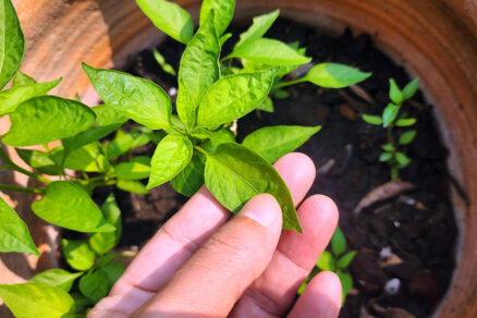 Sadenice čili papričiek