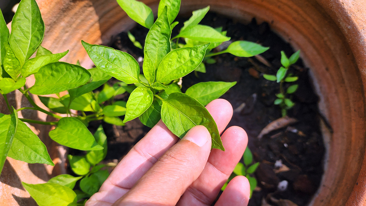 Sadenice čili papričiek