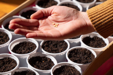 Siatie čili papričiek