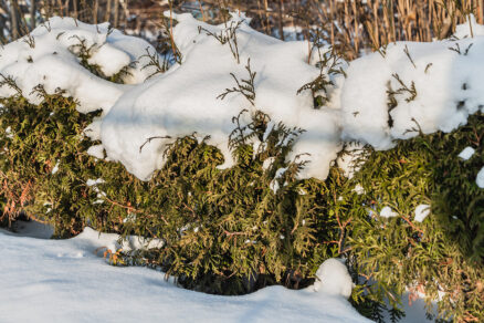 Tuje v záhrade počas zimy
