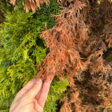 Väčší zabijak než mráz: Prečo vám zimné slnko potichu ničí záhradu a ako tomu hneď zabrániť?