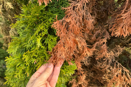 Poškodenie tuje mrazom