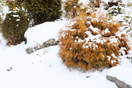 Poškodenie tuje mrazom