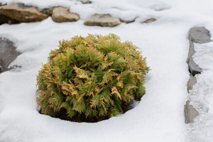 Nízka tuja v zasneženej záhrade