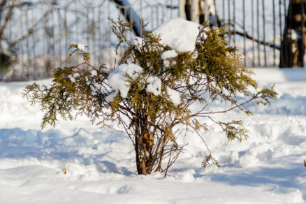 Stromček v záhrade so snehom počas zimy