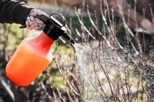 Kedy je správny čas vykonať predjarný postrek a proti čomu účinkuje