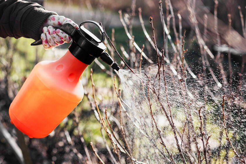 Predjarný postrek ovocných drevín