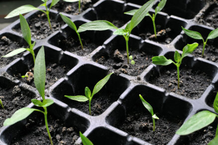 Predpestovanie papriky