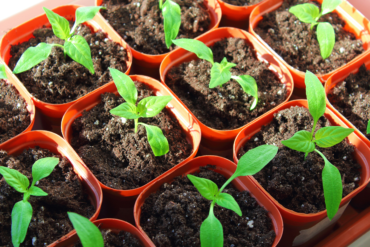 Predpestovanie papriky