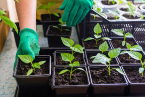 Dve najväčšie chyby pri predpestovaní papriky: Robí ich až 80 % záhradkárov!