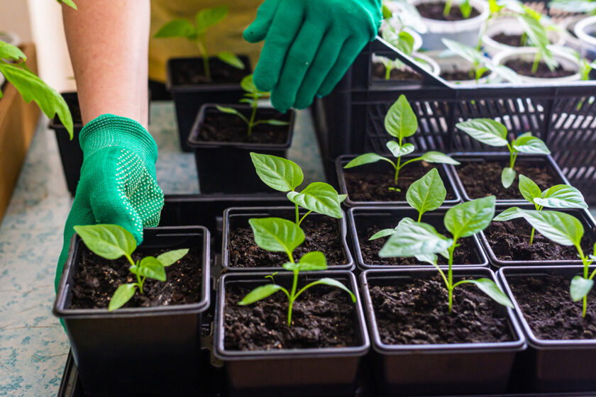 Predpestovanie papriky