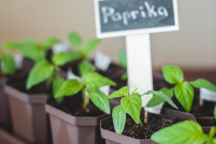 Predpestovanie papriky
