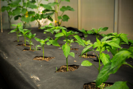 Predpestovanie papriky