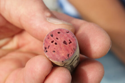 detailná štruktúra korkovej zátky s pórmi na pohlcovanie vlhkosti