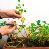 Chcete mať najkrajšie muškáty zo všetkých susedov? Urobte vo februári tieto 3 veci