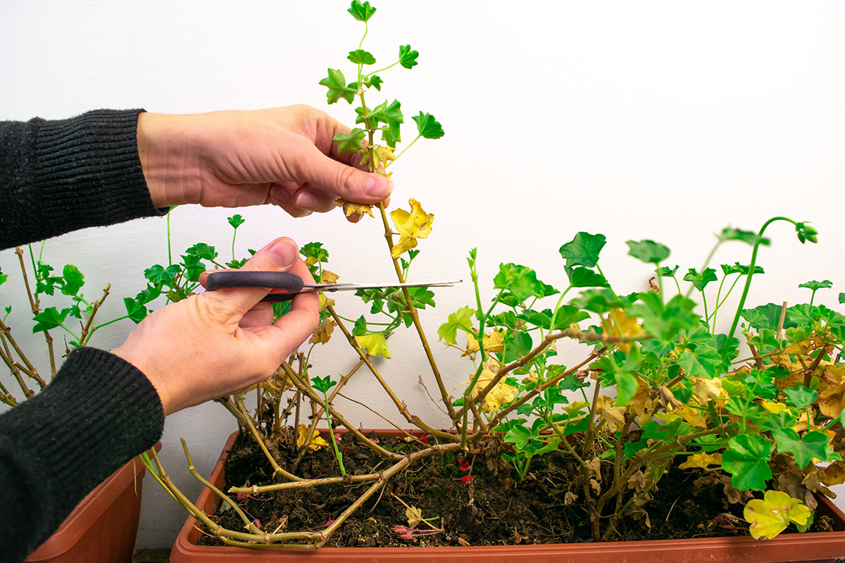 Nebojte sa strihať! Radikálny rez muškátov je základom bohatej úrody kvetov.