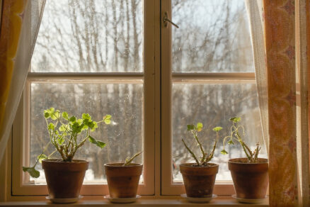 zrezané muškáty na parapete pripravené na jarné prebudenie a rast