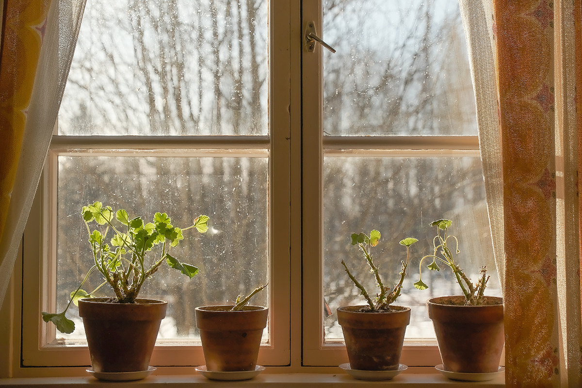 zrezané muškáty na parapete pripravené na jarné prebudenie a rast