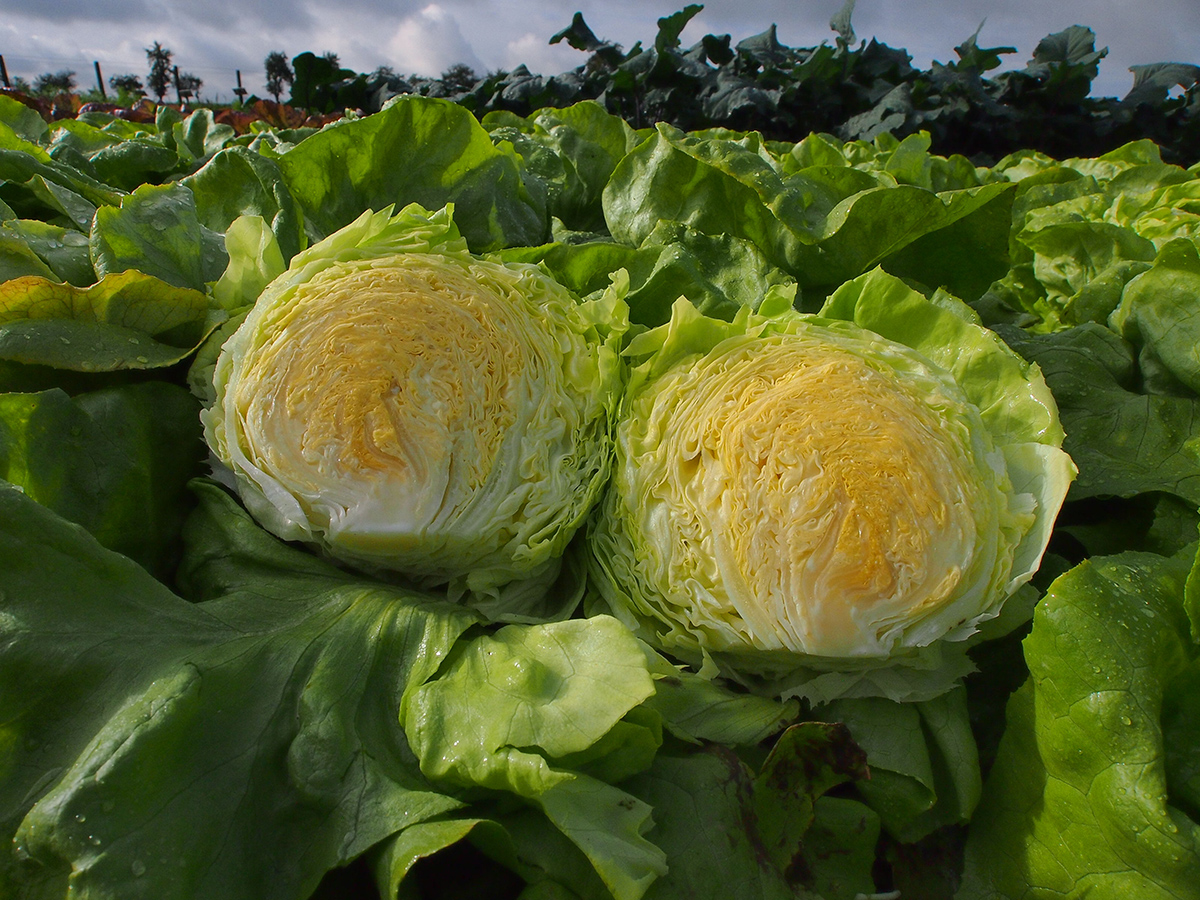 Hlávkový šalát ALAMER