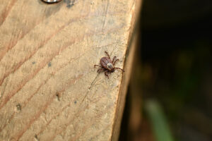 Kliešte sa prebúdzajú v rekordnom predstihu, stačí im 5 stupňov. Ktoré miesta v záhrade sú teraz najrizikovejšie?