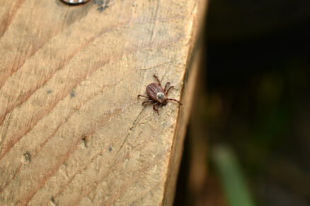 Kliešť na doske v záhrade