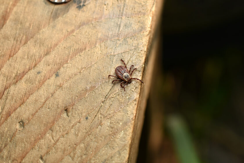 Kliešť na doske v záhrade