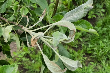 Napadnutý výhonok ovocného stromu