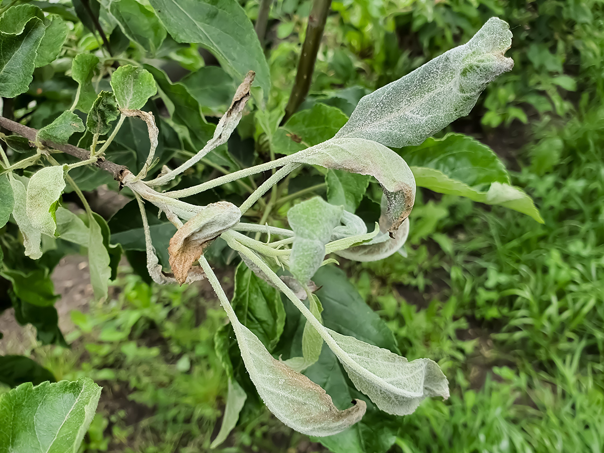 Napadnutý výhonok ovocného stromu