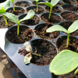 Večer boli krásne, ráno ležia na zemi: Ako zastaviť tichého zabijaka priesad skôr, než bude neskoro