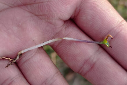 Chorá sadenica v rukách