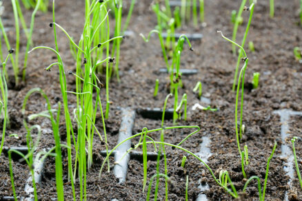 Vlastnoručne vypestované priesady cibule zo semienka