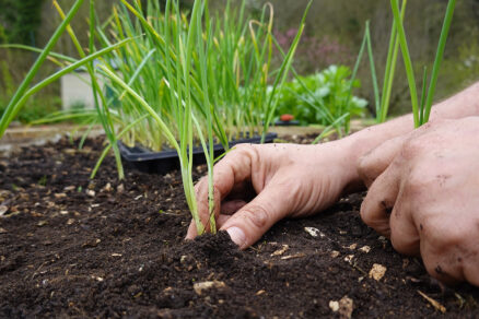 Vlastnoručne vypestované priesady cibule zo semienka pripravené na výsadbu