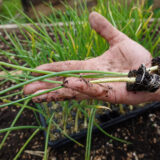 Sadzačka je drahá a vybieha do kvetu? Tento rok skúste cibuľu zo semienka, ušetríte desiatky eur