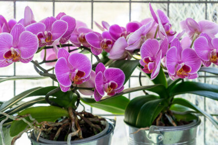 Ružové orchidey v kvetináčoch