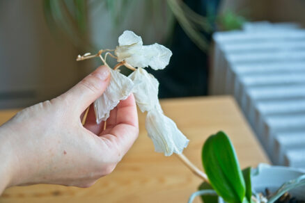 Suchý biely kvet na orchidey