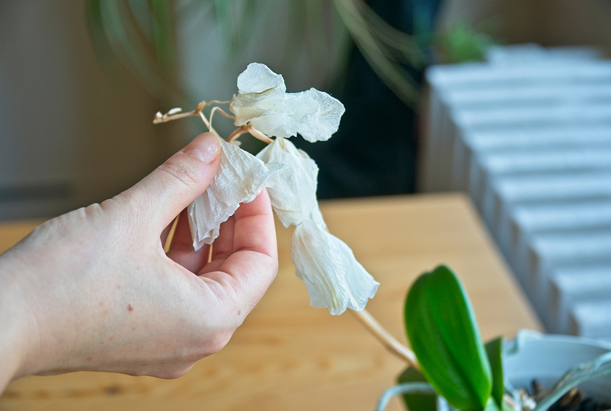 Suchý biely kvet na orchidey