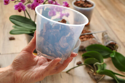 Ideálny substrát pre orchideu v kvetináči