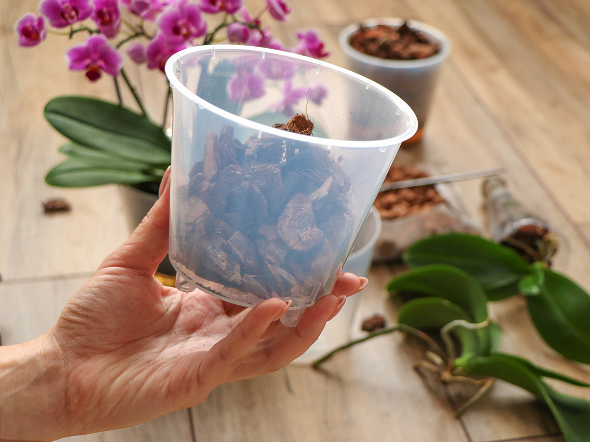 Ideálny substrát pre orchideu v kvetináči