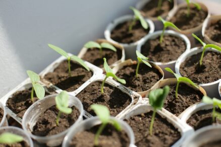 Jogurtové kelímky na priesady