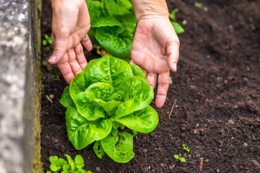Pestovanie šalátu