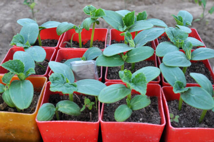 Farebné plastové kvetináče