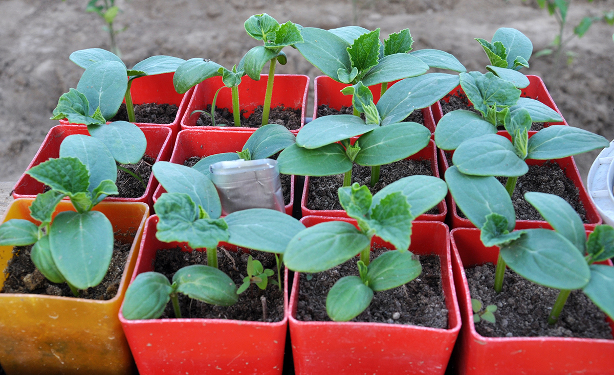 Farebné plastové kvetináče